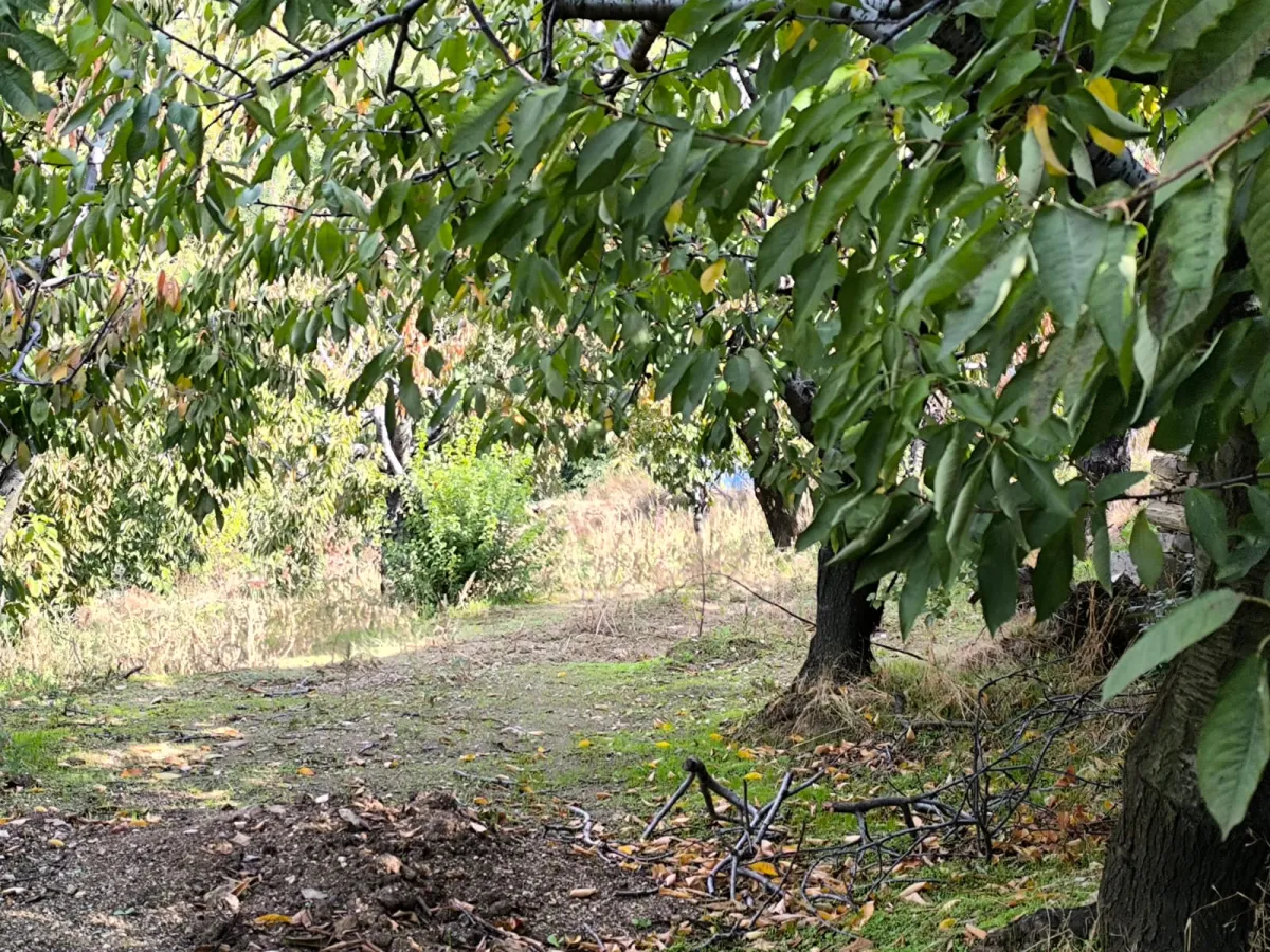 ACİL SATILIK KISA SÜRELİ FIRSAT FİYAT ⚡ ELEKTRİĞİ VE SUYU VAR– KÖY DİBİNDE