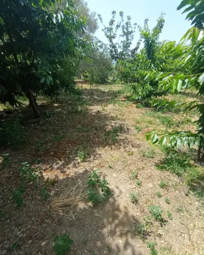 6.250.00 TL  Tek Tapu   Kirazlık - Arazi | Zero Emlak - Fotoğraf 8 Arka Plan