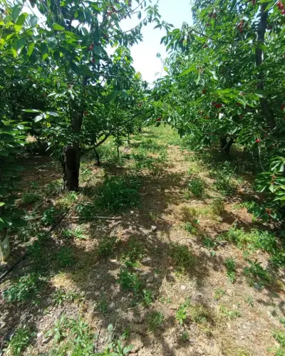 6.250.00 TL  Tek Tapu   Kirazlık - Arazi | Zero Emlak - Fotoğraf 4 Arka Plan