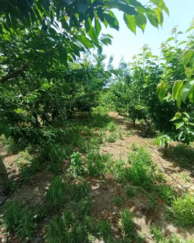 6.250.00 TL  Tek Tapu   Kirazlık - Arazi | Zero Emlak - Fotoğraf 2 Arka Plan